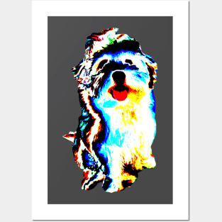 cute dog, puppy, havanese, bolonka zwetna Posters and Art